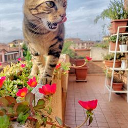 Close-up of cat by flowers against sky