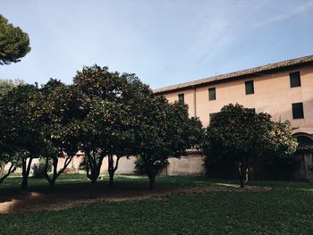 Trees against sky