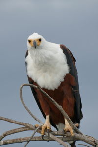 Low angle view of eagle perching on branch against sky