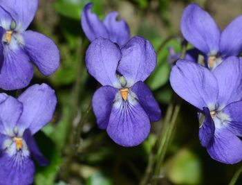 Close-up of purple flowering plants