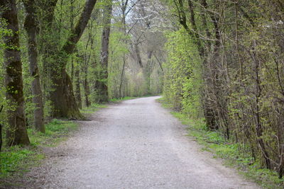 Road amidst trees in forest