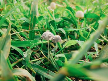Close up of parasola sp, a kind of small mushroom around the grass.