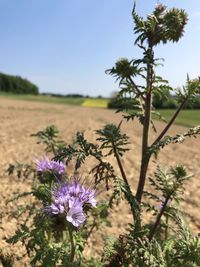 Close-up of purple flowering plants on field