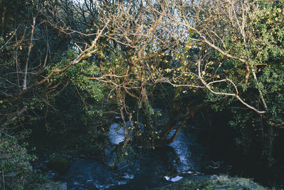 Trees in forest