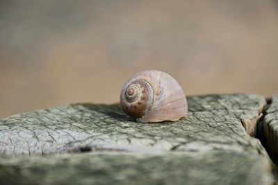 Close up of a whelk shell on a worn wooden post at the beach