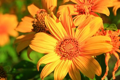 Close-up of yellow flower