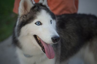 Close-up of siberian husky looking away while standing on footpath 