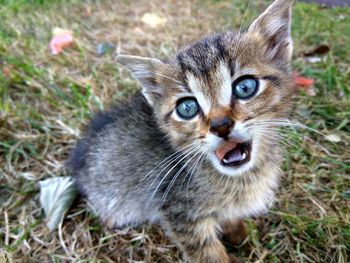 Close-up portrait of cat