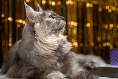 Close-up of a cat looking away
