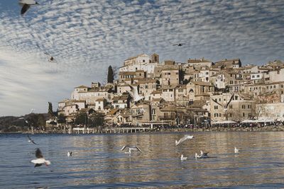 View of seagulls by lake in city