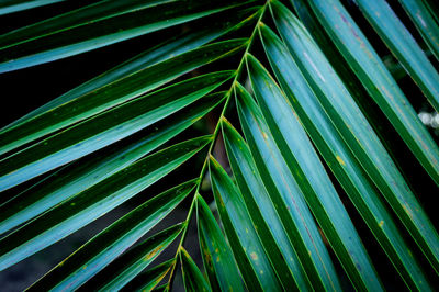 Close-up of palm tree leaves