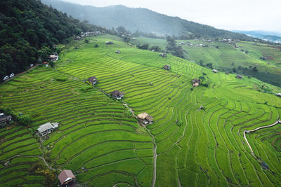 Scenic view of agricultural field