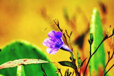 Close-up of purple flowers blooming outdoors