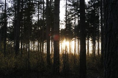 Trees in forest during sunset