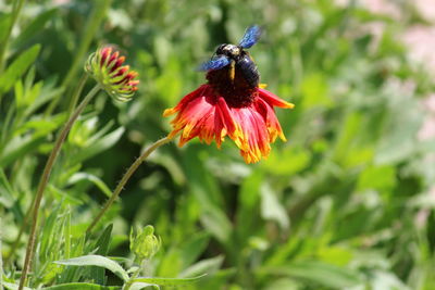 Close-up of butterfly pollinating on flower