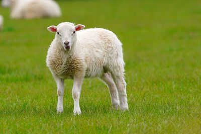 Portrait of sheep on field