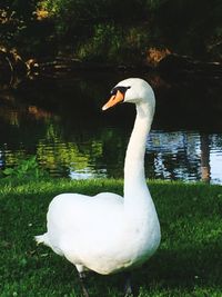 Swan swimming on lake