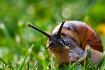 Close up of a snail in the meadow