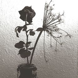 Close-up of plant growing on wall