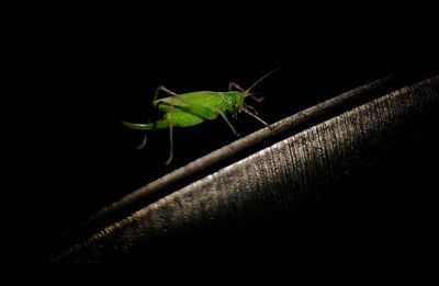 Close-up of insect on leaf against black background