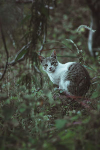 Cat looking at camera in forest