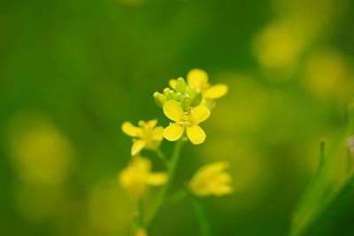 Close-up of yellow flowers blooming outdoors