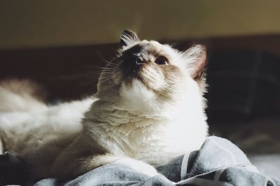 Close-up of cat sitting on sofa