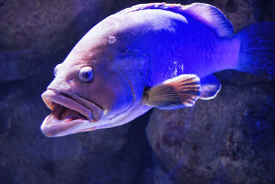 Close-up of fish swimming in sea