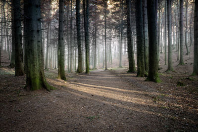 Trees in forest