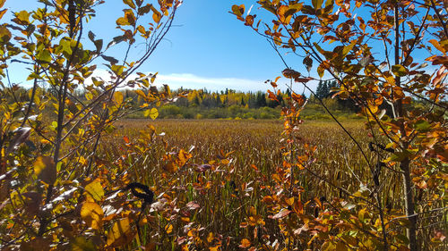Close-up of crops growing on field against sky