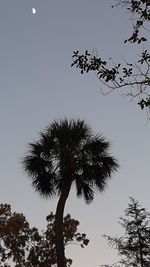 Low angle view of silhouette coconut palm tree against clear sky