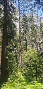 Trees in forest