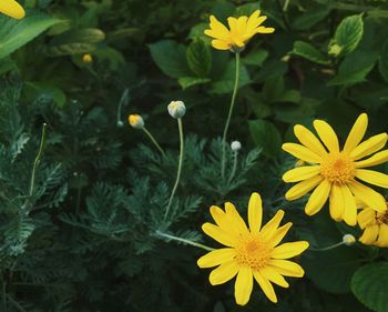 Close-up of yellow flower