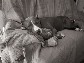 Dog sleeping in blanket