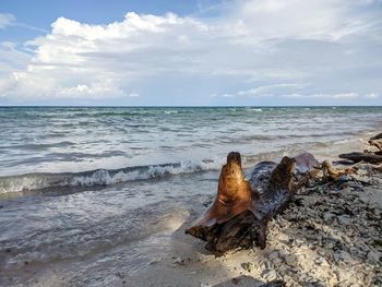 Driftwood on shore at beach against sky