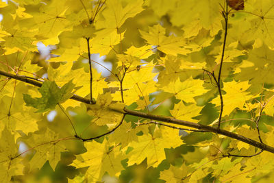 Yellow autumn maple leaves and branches. background.