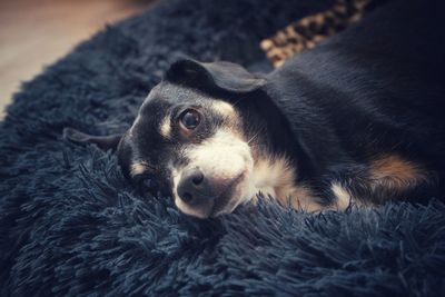 Close-up portrait of a dog