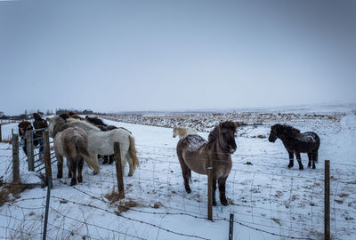 Horses of iceland in winter