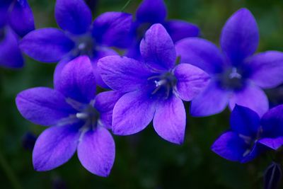 Close-up of purple flowering plants