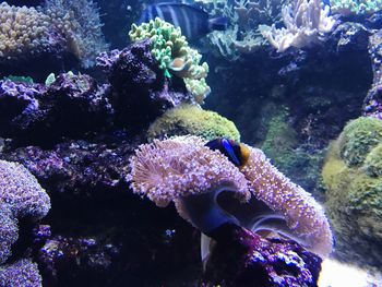 Close-up of fish swimming in aquarium