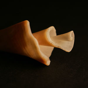 Close-up of shell against black background