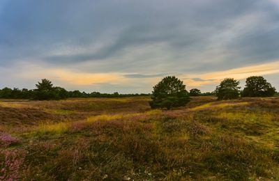 Scenic view of field against sky during sunset