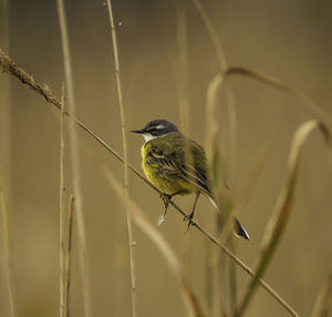 Close-up of bird perching on leaf