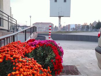 Red flowers in city against sky