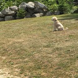 Dog standing on field