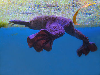 Close-up of jellyfish in water