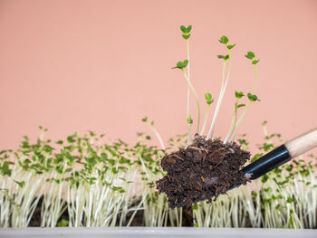 Close-up of plant growing on table