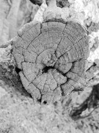 Close-up of leaf