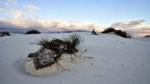 Dead tree on snowy field against sky