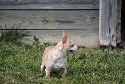 Dog looking away on field